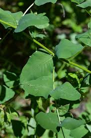 Attēlu rezultāti vaicājumam “Vicia pisiformis”