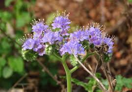 Image result for Phacelia