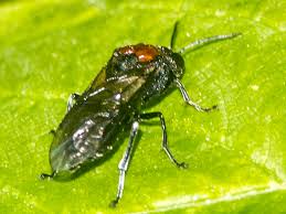 Attēlu rezultāti vaicājumam “Eriocampa ovata larva”