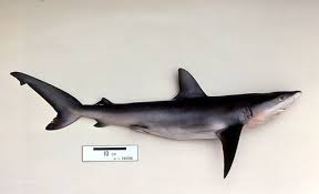 Image result for Carcharhinus galapagensis