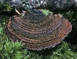 Attēlu rezultāti vaicājumam “Phellinus”