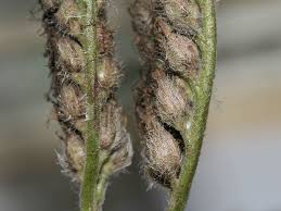 Attēlu rezultāti vaicājumam “Phacelia tanacetifolia leaf”