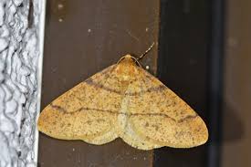 Attēlu rezultāti vaicājumam “Eulithis pyropata”