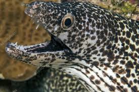 Image result for Gymnothorax moringa