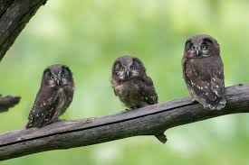 Image result for Aegolius funereus