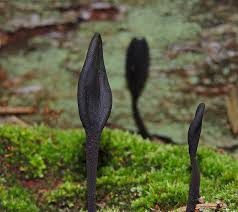 Attēlu rezultāti vaicājumam “Geoglossum sp.”