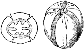 Attēlu rezultāti vaicājumam “Carya ovata fruit”