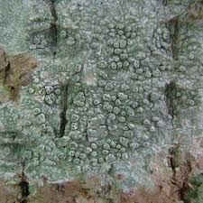 Attēlu rezultāti vaicājumam “Pertusaria pertusa”