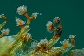 Attēlu rezultāti vaicājumam “Physarum psittacinum spores”