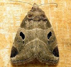 Attēlu rezultāti vaicājumam “Plagionotus detritus imago”