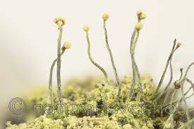 Attēlu rezultāti vaicājumam “Chaenotheca furfuracea”