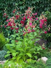 Image result for Nicotiana x sanderae `Perfume`F1