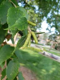Attēlu rezultāti vaicājumam “Betula humilis fruit”