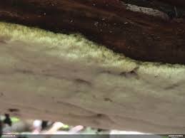 Attēlu rezultāti vaicājumam “Sidera lenis”