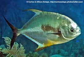 Image result for Trachinotus carolinus