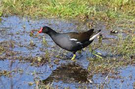 Image result for Gallinula chloropus