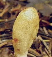 Attēlu rezultāti vaicājumam “Podostroma leucopus”