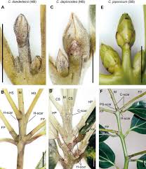 Attēlu rezultāti vaicājumam “Salix daphnoides subsp. acutifolia bud”