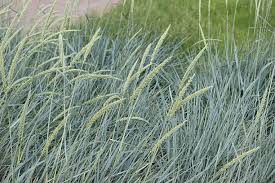 Attēlu rezultāti vaicājumam “Leymus arenarius”