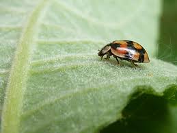 Attēlu rezultāti vaicājumam “Adalia decempunctata”