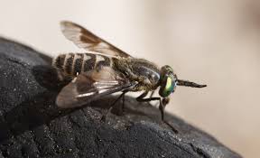 Attēlu rezultāti vaicājumam “Tabanidae”