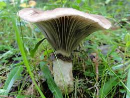 Attēlu rezultāti vaicājumam “Gomphidius glutinosus”