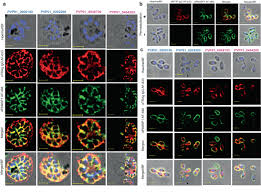Attēlu rezultāti vaicājumam “Symphytocarpus trechisporus plasmodium”