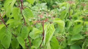 Attēlu rezultāti vaicājumam “Cornus sanguinea fruit”