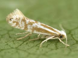 Attēlu rezultāti vaicājumam “Argyresthiidae”