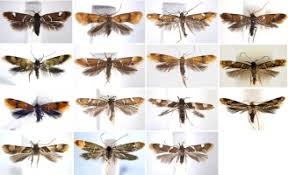 Attēlu rezultāti vaicājumam “Oecophoridae”