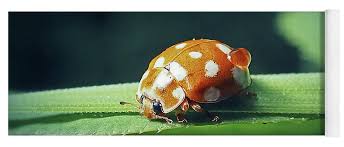 Attēlu rezultāti vaicājumam “Calvia quatuordecimguttata”