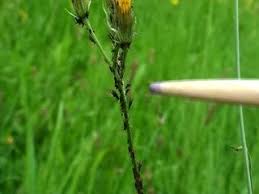 Attēlu rezultāti vaicājumam “Uroleucon hypochoeridis”