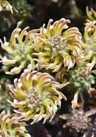 Attēlu rezultāti vaicājumam “Stachys officinalis bud”