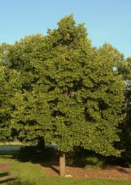 Attēlu rezultāti vaicājumam “Tilia cordata”