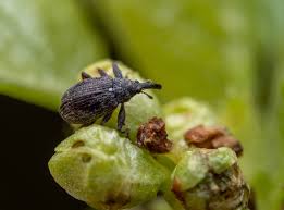 Attēlu rezultāti vaicājumam “Anthonomus pomorum”