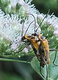Attēlu rezultāti vaicājumam “Cytilus sericeus”