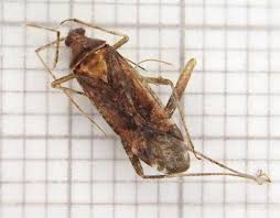 Attēlu rezultāti vaicājumam “Phytocoris sp.”