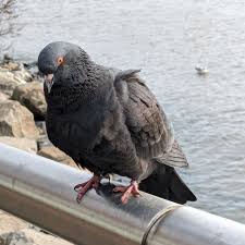 Attēlu rezultāti vaicājumam “Columba livia f. domestica adult”