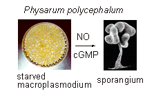 Attēlu rezultāti vaicājumam “Physarum nitens”