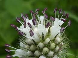 Image result for Dipsacus pilosus