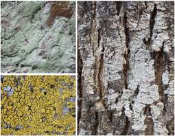 Attēlu rezultāti vaicājumam “Lepraria incana”