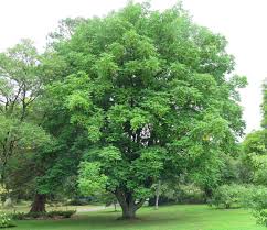 Attēlu rezultāti vaicājumam “Pterocarya fraxinifolia”