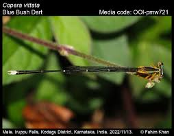 Attēlu rezultāti vaicājumam “Eupteryx vittata”