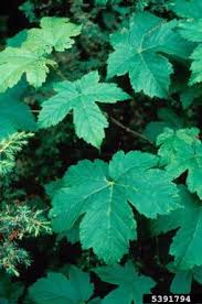 Attēlu rezultāti vaicājumam “Acer pseudoplatanus leaf”