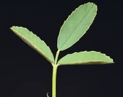 Attēlu rezultāti vaicājumam “Melilotus officinalis leaf”