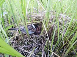 Attēlu rezultāti vaicājumam “Emberiza schoeniclus nest”