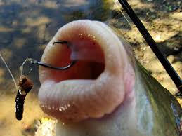 Image result for Moxostoma duquesnei