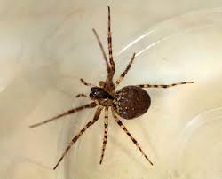 Attēlu rezultāti vaicājumam “Metellina merianae”