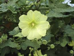 Image result for Alcea rugosa