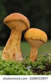 Attēlu rezultāti vaicājumam “Phaeolepiota aurea”